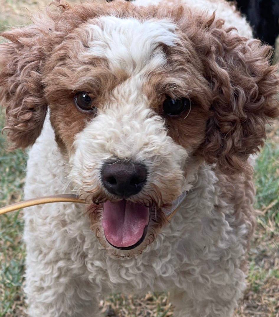 AKC Bacon, a male Poodle - Miniature  for sale in Elgin, TX – Photo 4 of 4