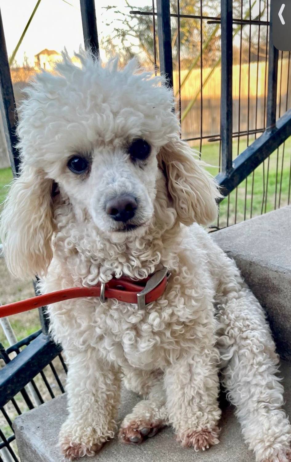 AKC Minnie, a female Poodle - Miniature  for sale in Elgin, TX – Photo 4 of 4