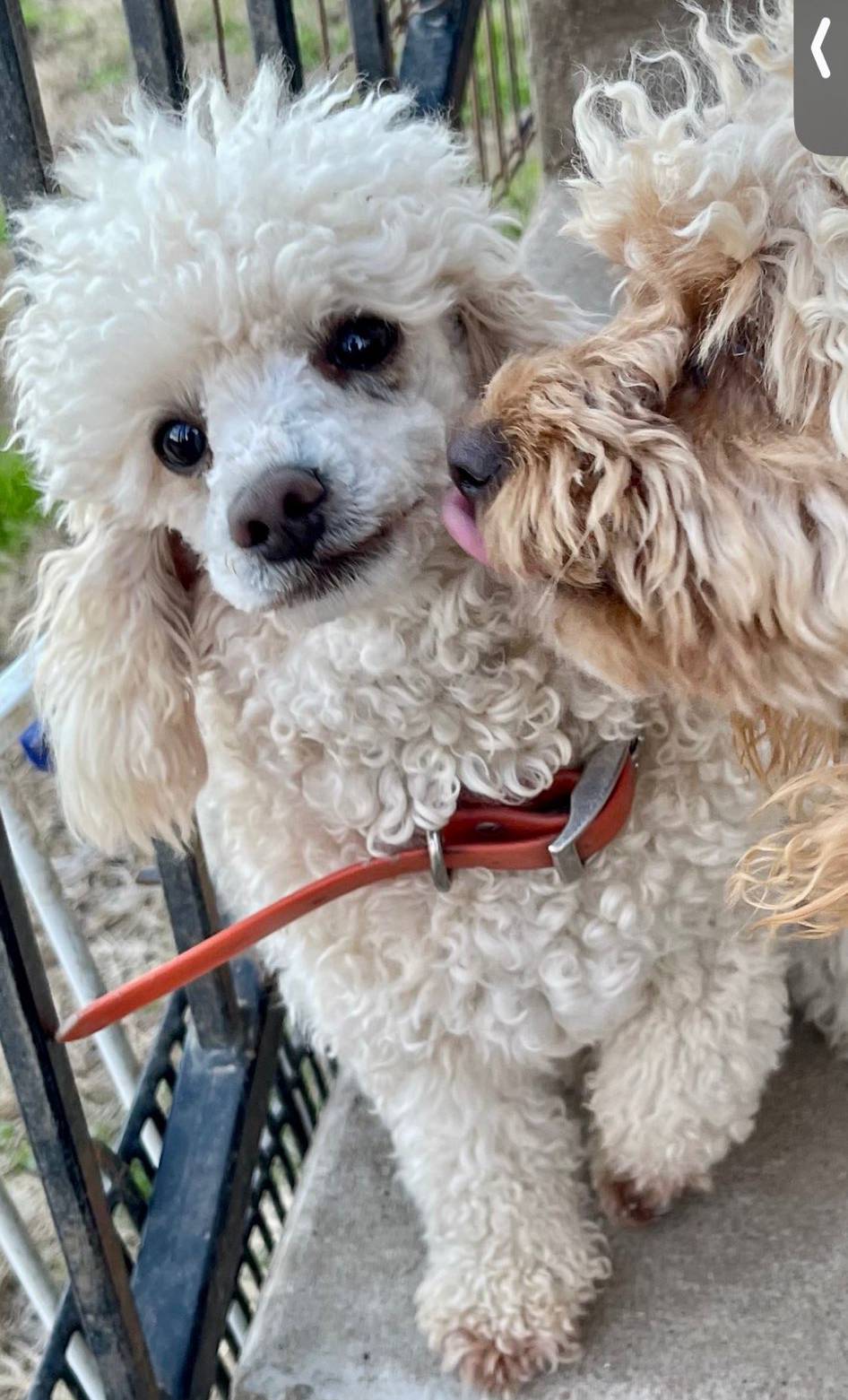 AKC Minnie, a female Poodle - Miniature  for sale in Elgin, TX – Photo 2 of 4