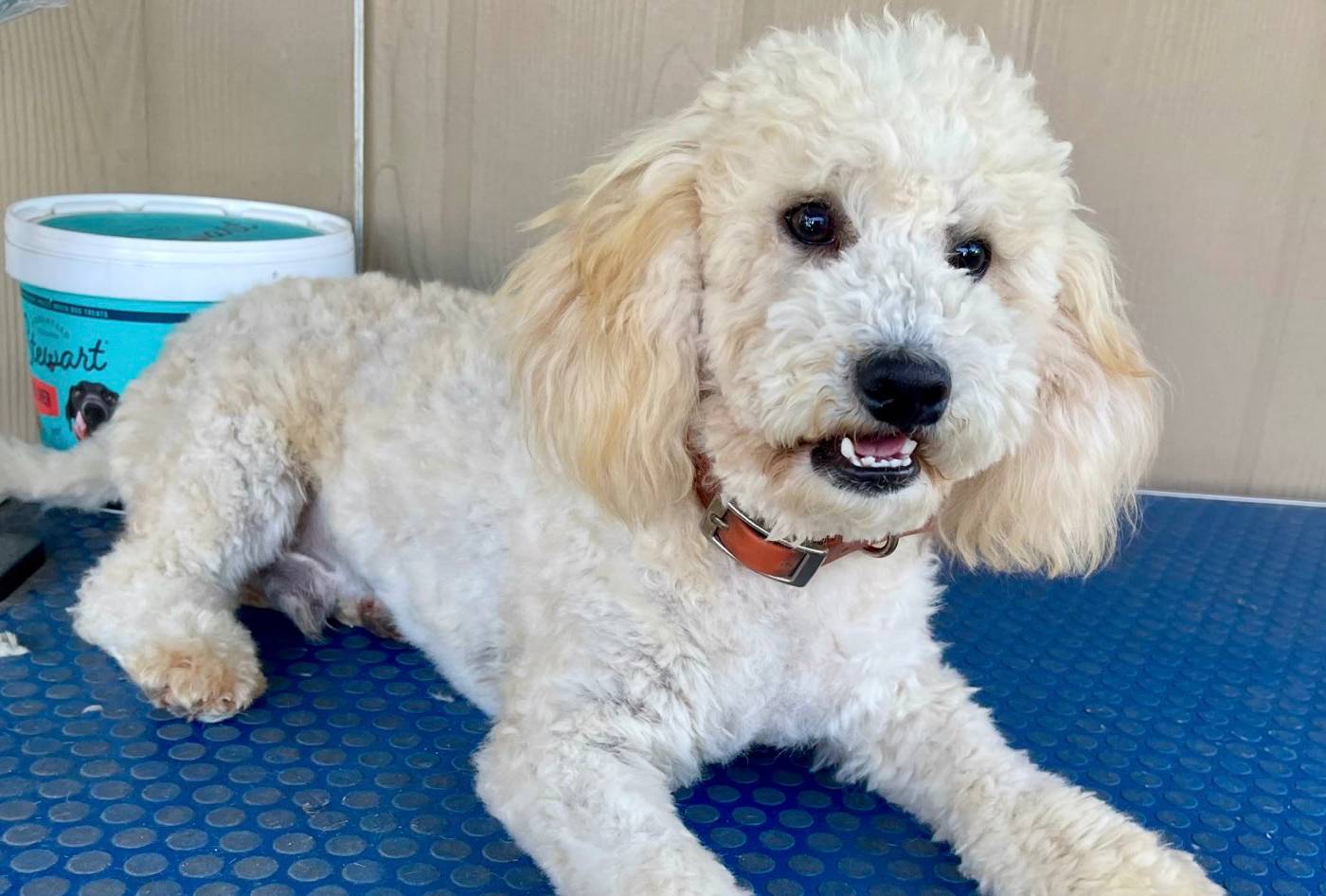 a2a940c2-0852-4fd2-a2b9-3ecabe0d3732/listing/9e0caaa8-0cc3-4cdd-8112-b9fa8c7e7e27/d12fe256-7a5f-43f5-b85c-23172a322003