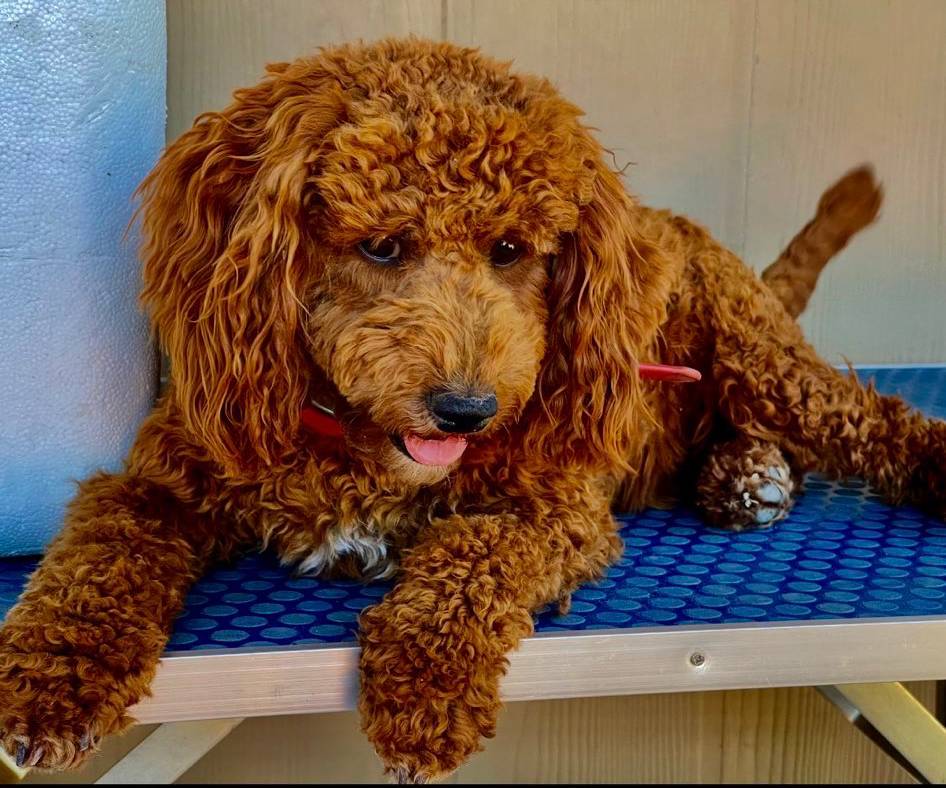 a2a940c2-0852-4fd2-a2b9-3ecabe0d3732/listing/ac67ee51-a195-4c0a-a9bf-cf339d5d0ef0/2bf7c358-f238-4fbd-9bf8-cd4e0df61f89