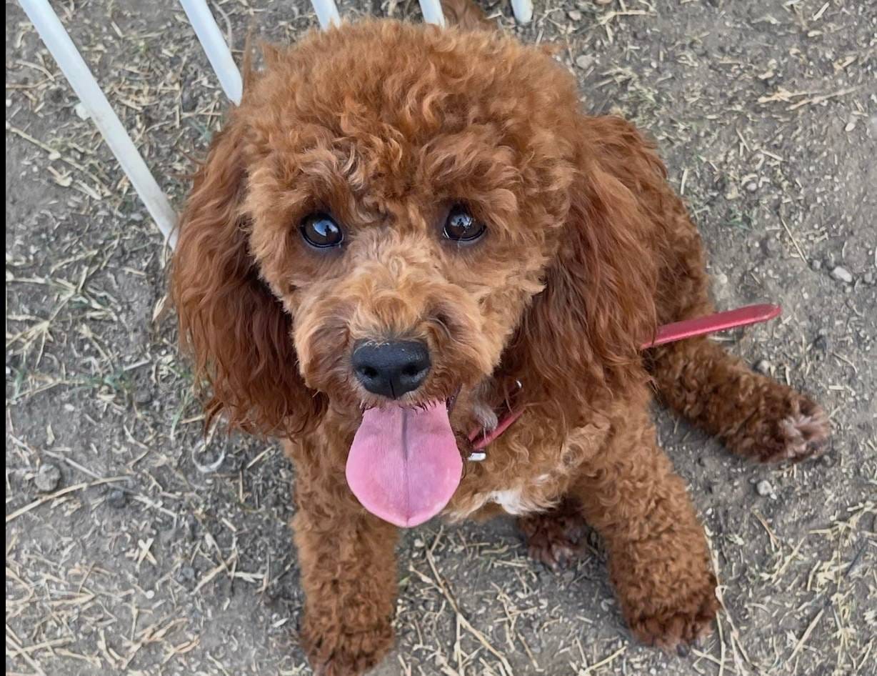 LaLa - mini cockapoo