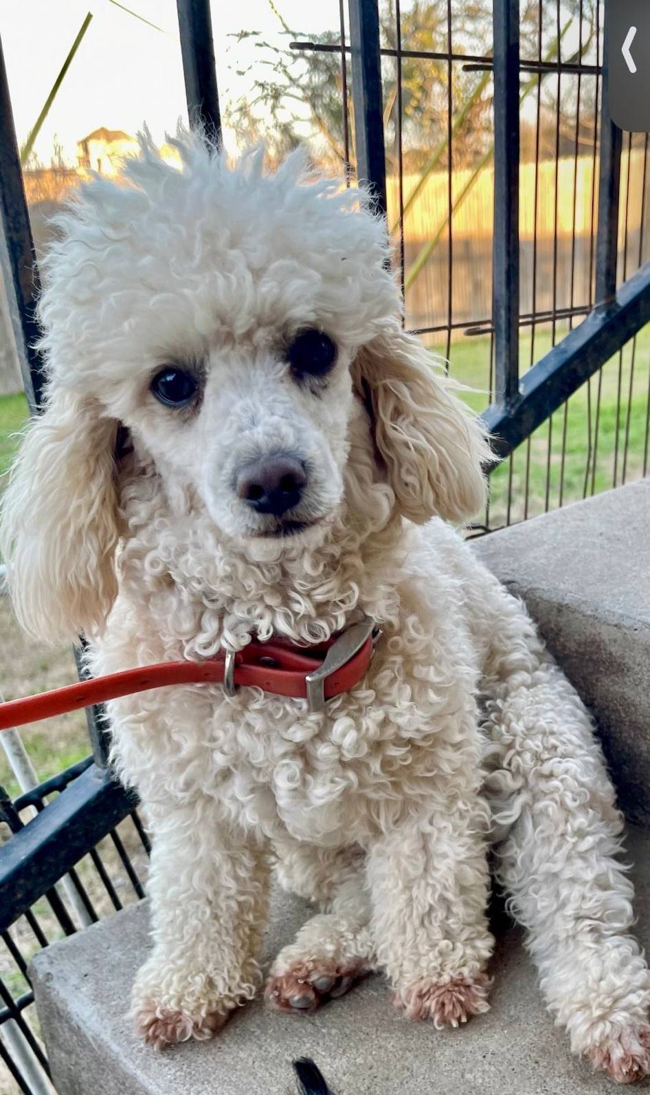 AKC Minnie, a female Poodle - Toy  for sale in Elgin, TX – Photo 3 of 4