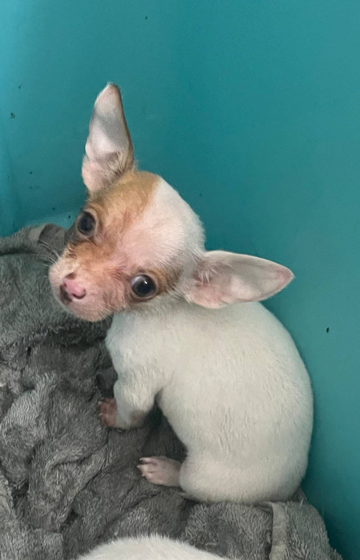 Pablo, a male Chihuahua for sale in North Brunswick, NJ – Photo 2 of 2