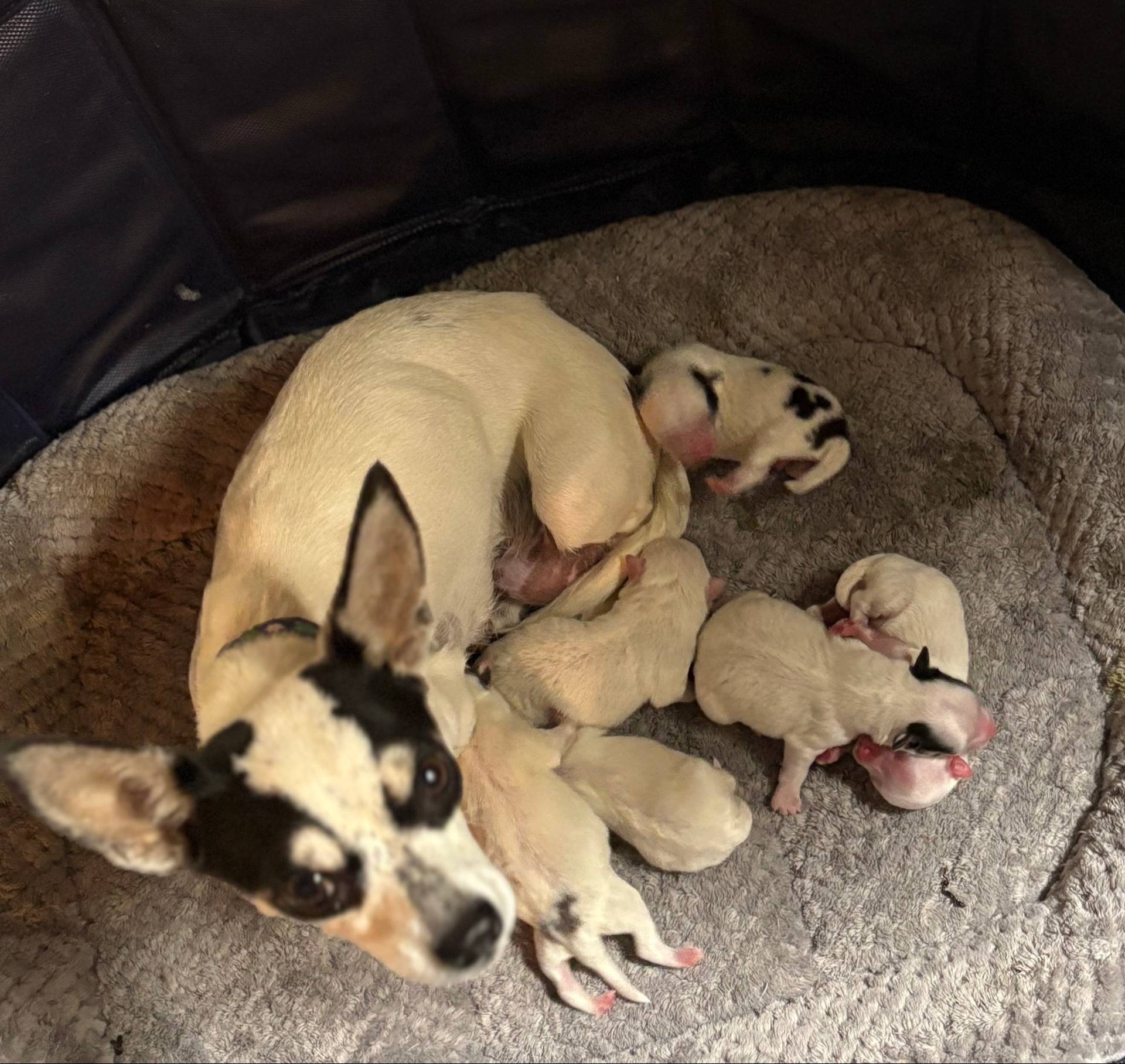 Pansy's Babies, a male Pomeranian and Pomchi for sale in Clemmons, NC – Photo 6 of 10