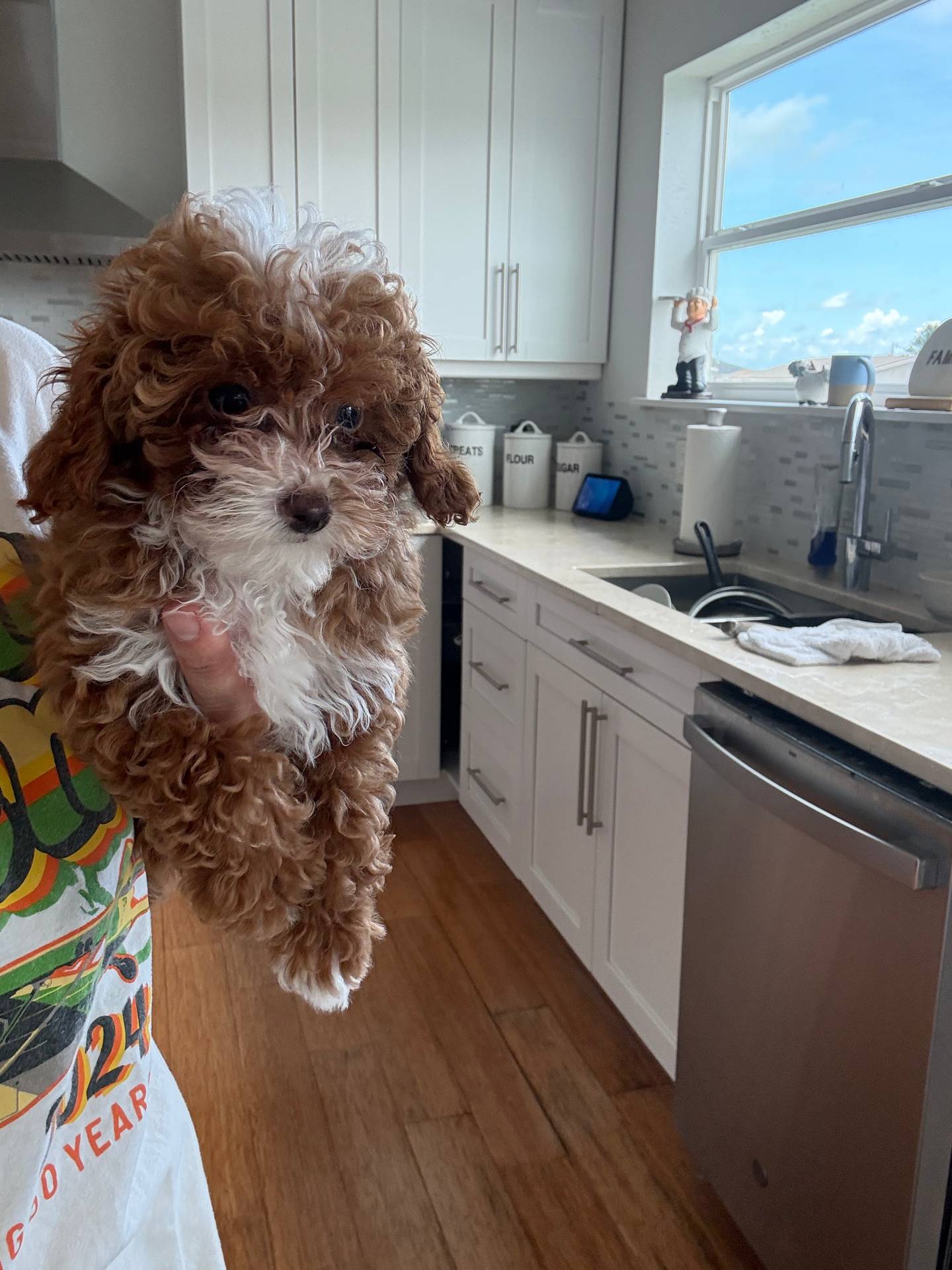TINY TEACUP, a female Poodle - Toy  for sale in Spring Hill, FL – Photo 2 of 4