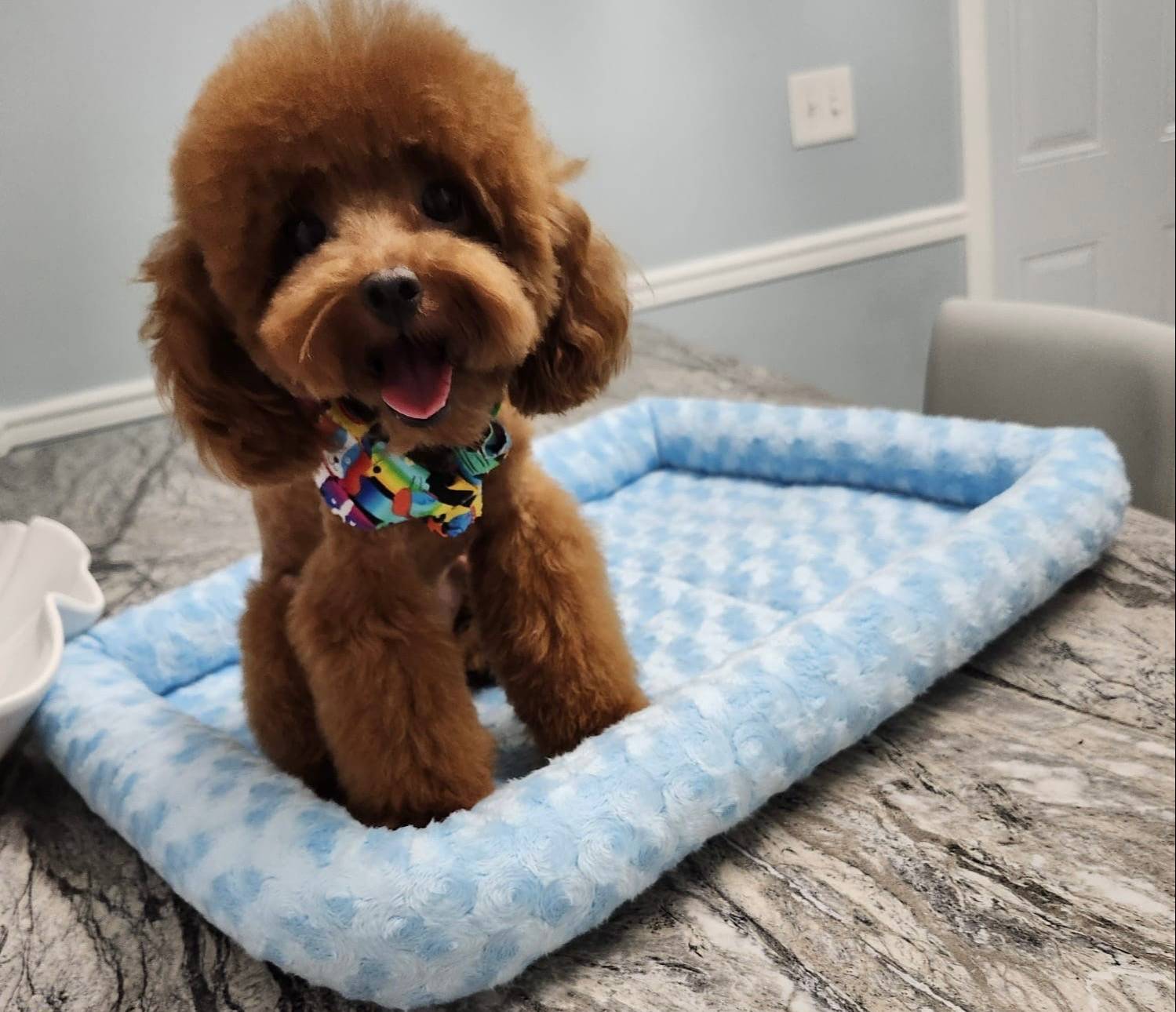 AKC LEOPARD, a male Poodle - Toy  for sale in Spring Hill, FL – Photo 5 of 7