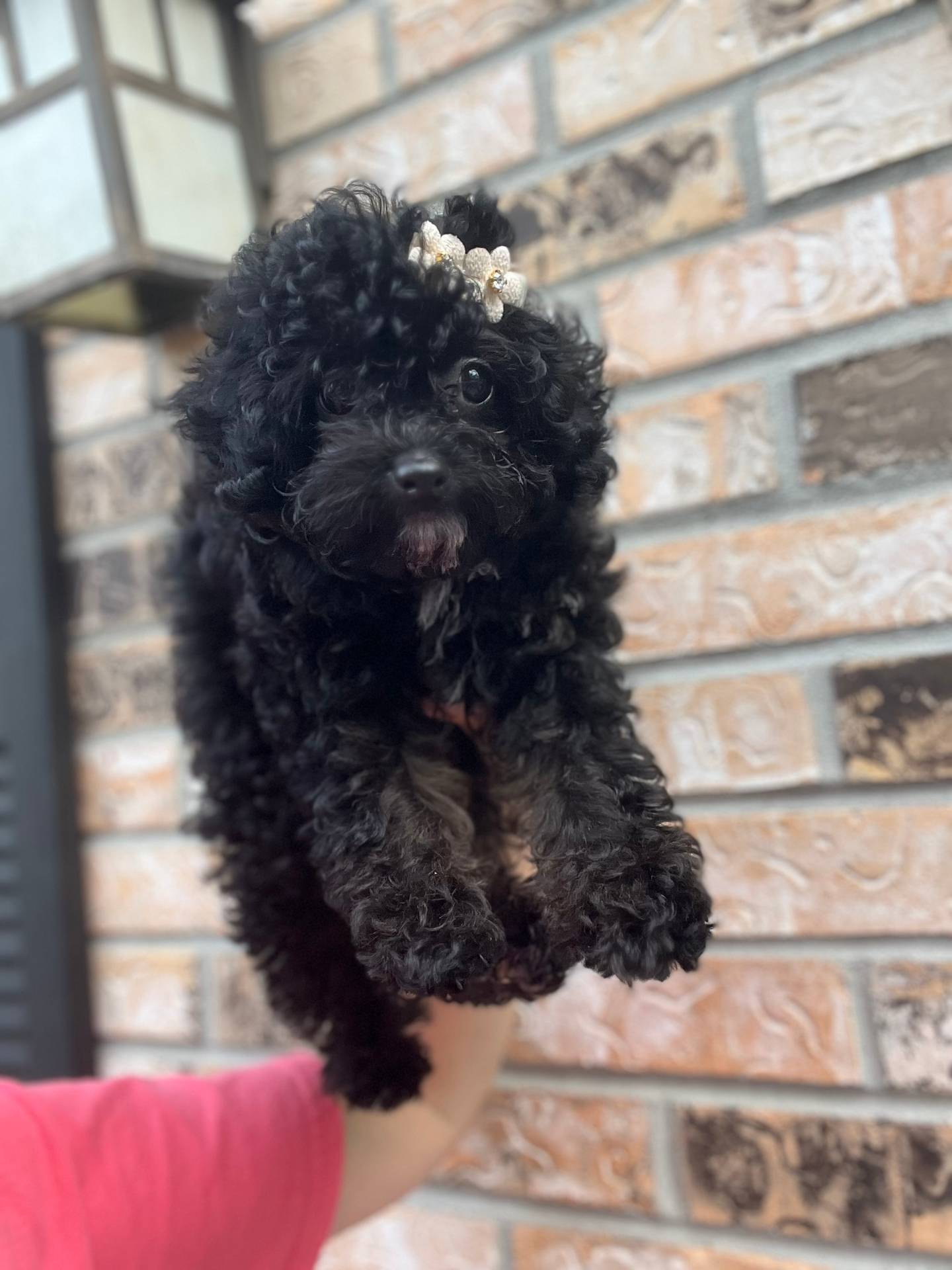 AKC ISABELLA, a female Poodle - Toy  for sale in Spring Hill, FL – Photo 2 of 4