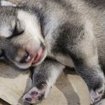 Native American Indian Dog Puppies for Adoption: Find Your New Furry Friend