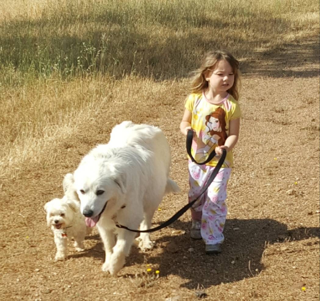 Noelle, a female Great Pyrenees for sale in Red Bluff, CA – Photo 10 of 10
