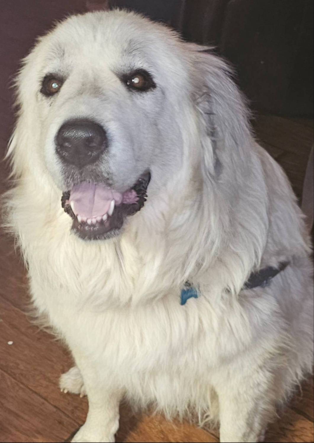 Noelle, a female Great Pyrenees for sale in Red Bluff, CA – Photo 9 of 10