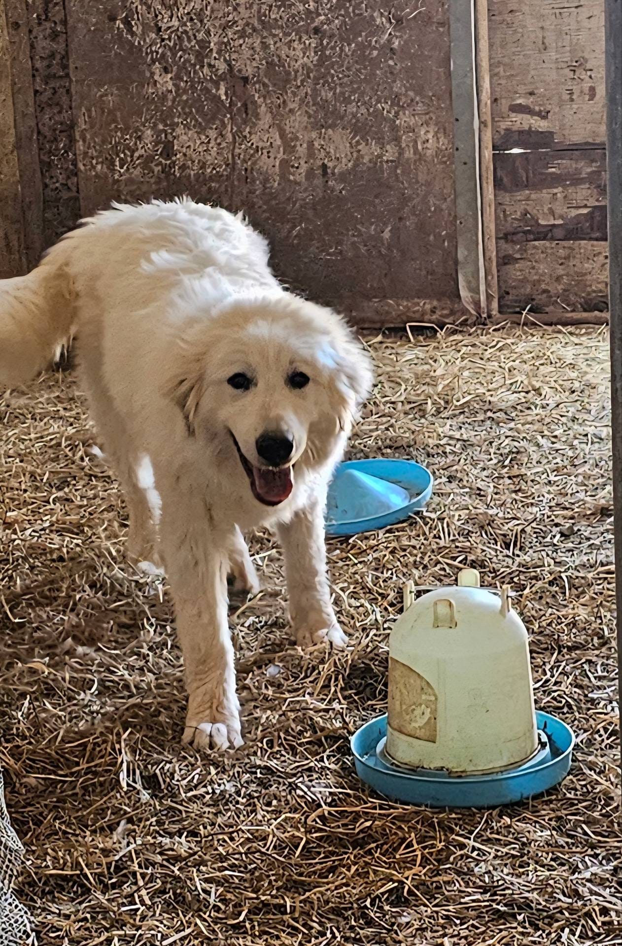 Noelle, a female Great Pyrenees for sale in Red Bluff, CA – Photo 2 of 10