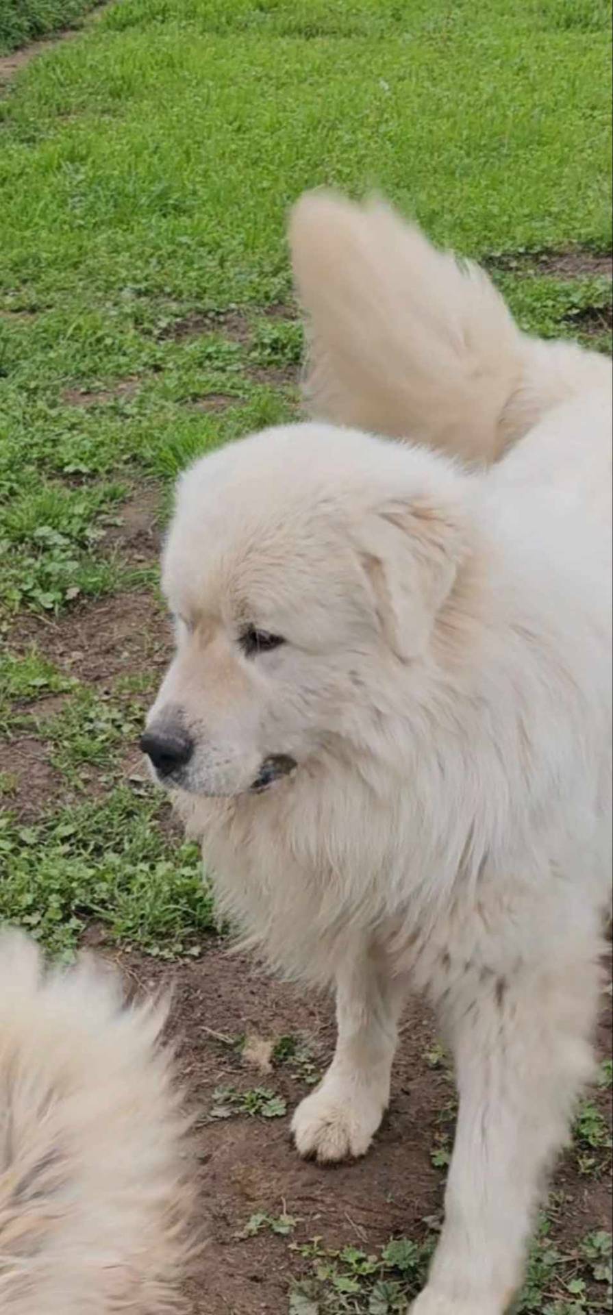 Noelle, a female Great Pyrenees for sale in Red Bluff, CA – Photo 8 of 10