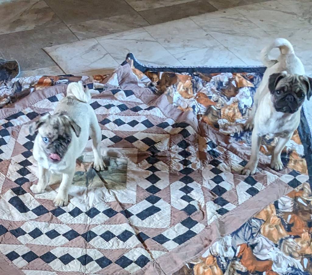 Sport, a male Pug for sale in Oakville, WA – Photo 2 of 9