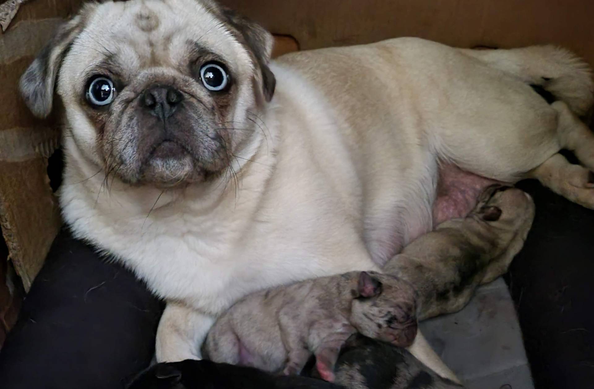 Sport, a male Pug for sale in Oakville, WA – Photo 9 of 9