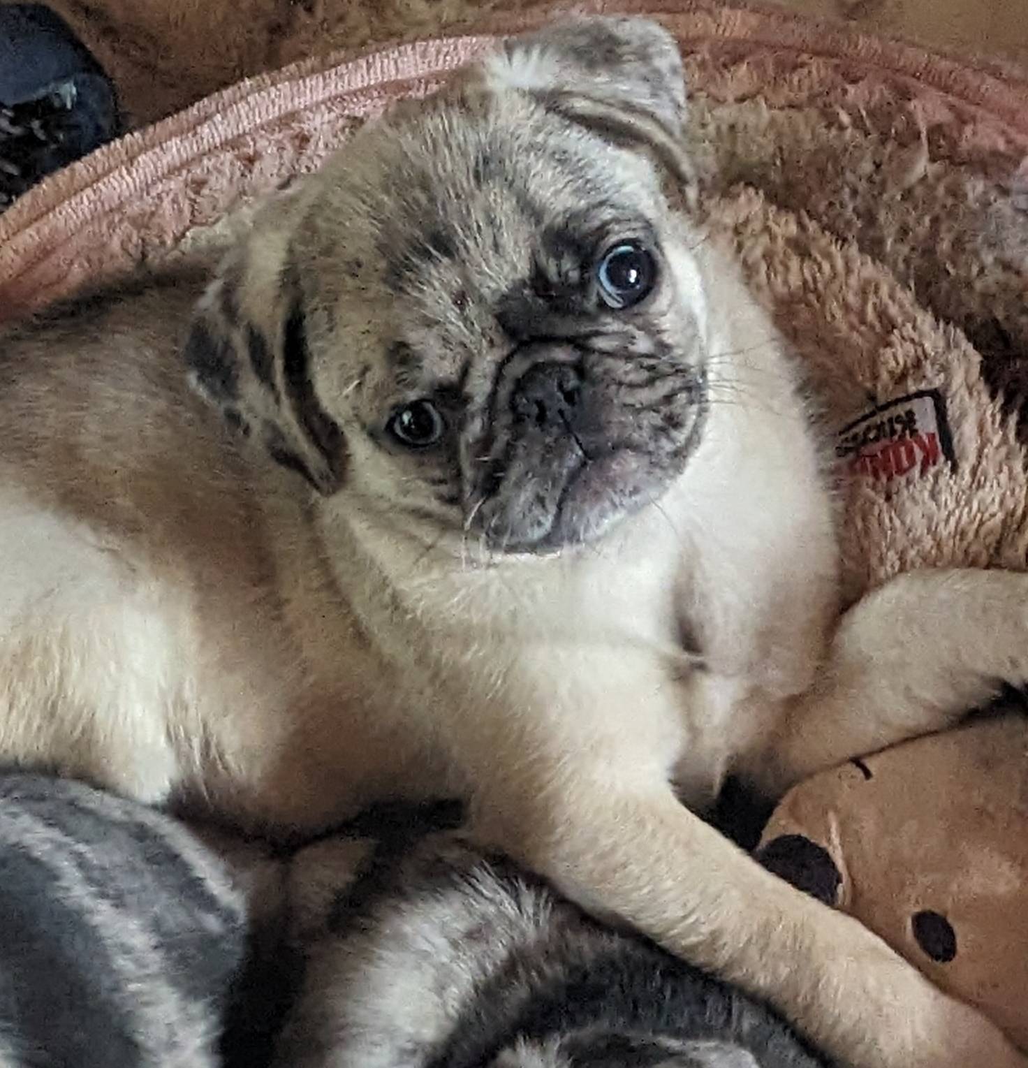 Sport, a male Pug for sale in Oakville, WA – Photo 3 of 9