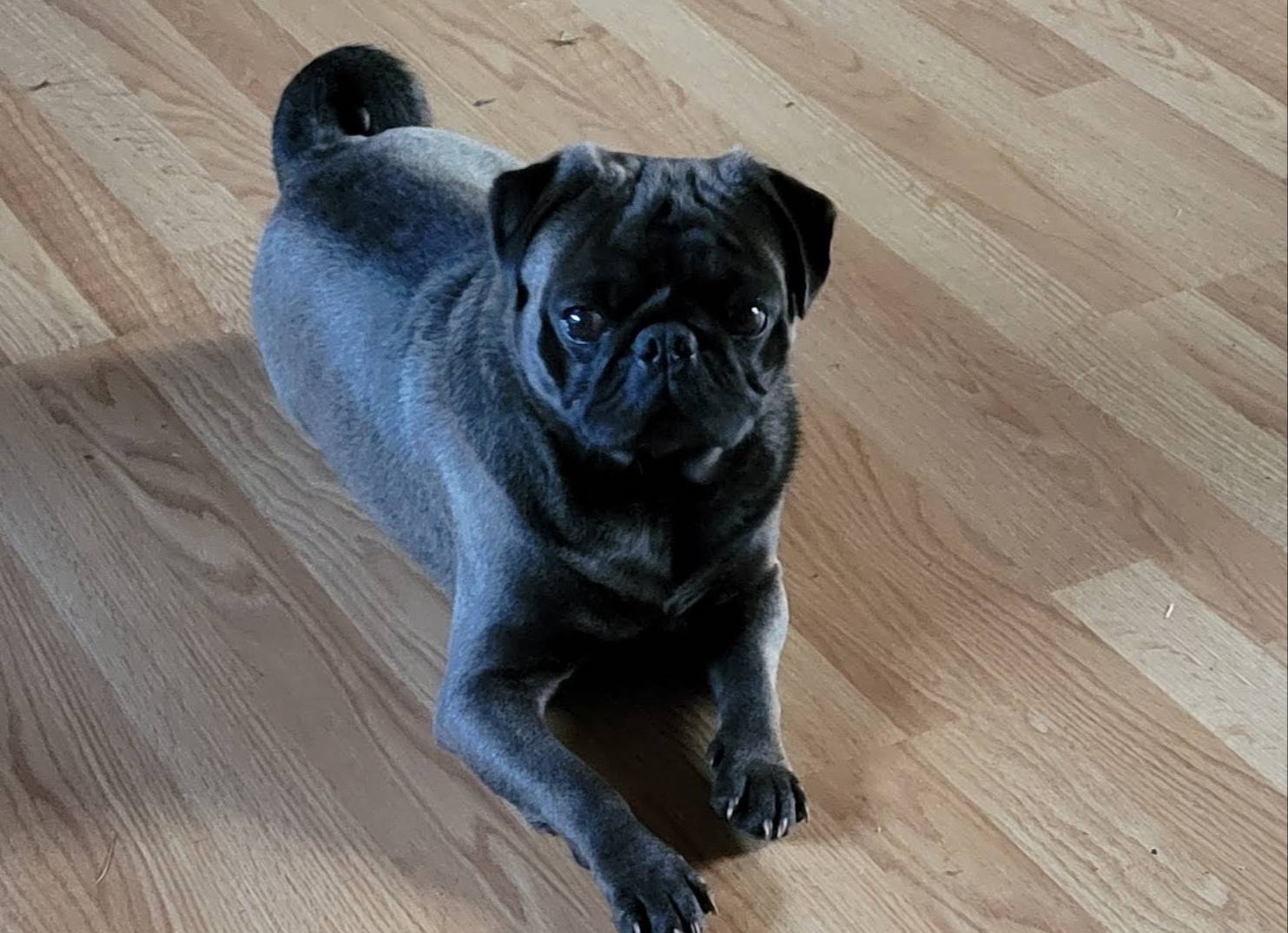 Sport, a male Pug for sale in Oakville, WA – Photo 8 of 9