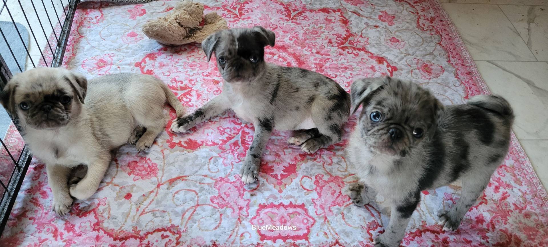 Sport, a male Pug for sale in Oakville, WA – Photo 7 of 9