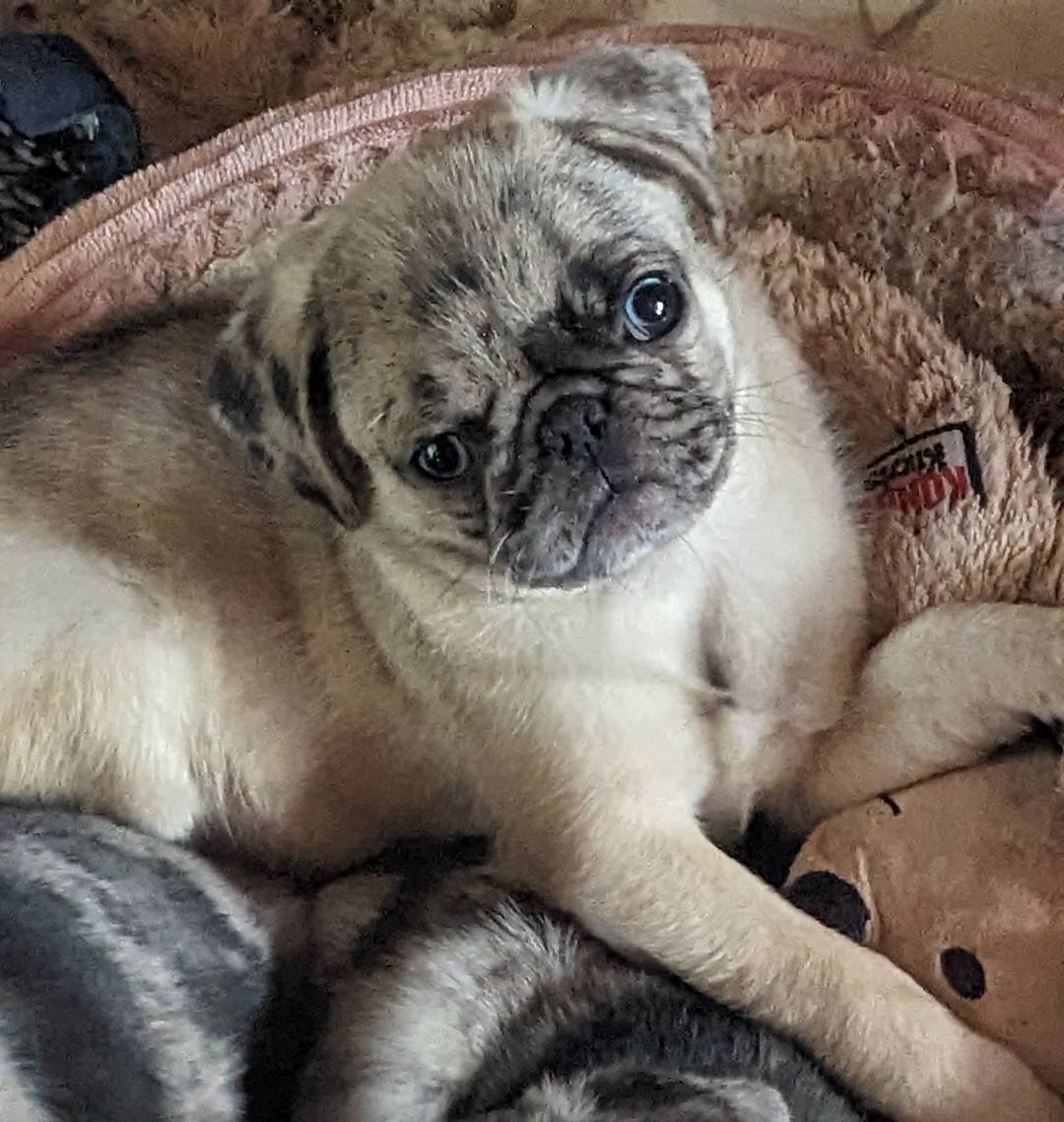 Sport, a male Pug for sale in Oakville, WA – Photo 6 of 9