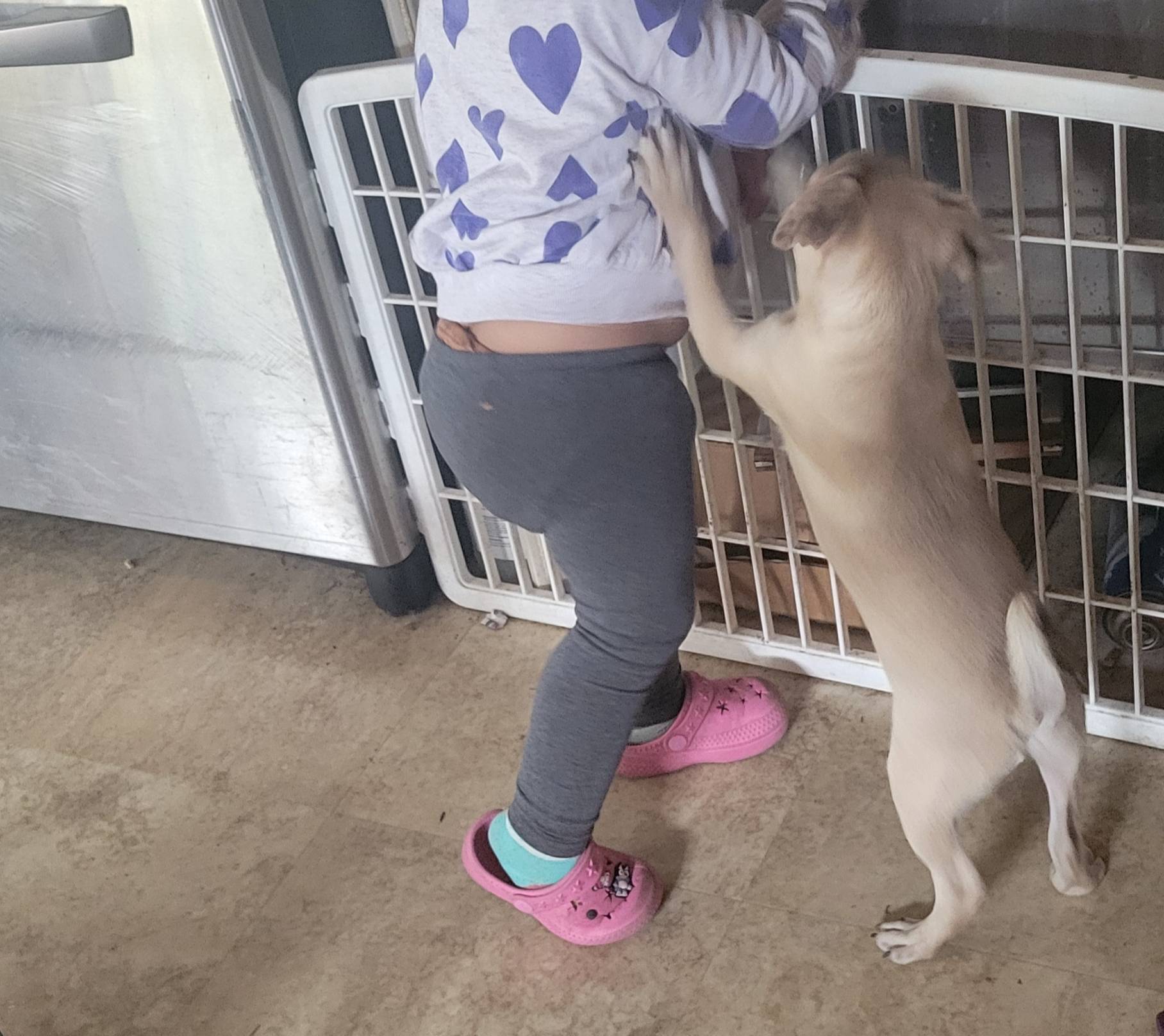 Edward, a male Pug for sale in Oakville, WA – Photo 4 of 6