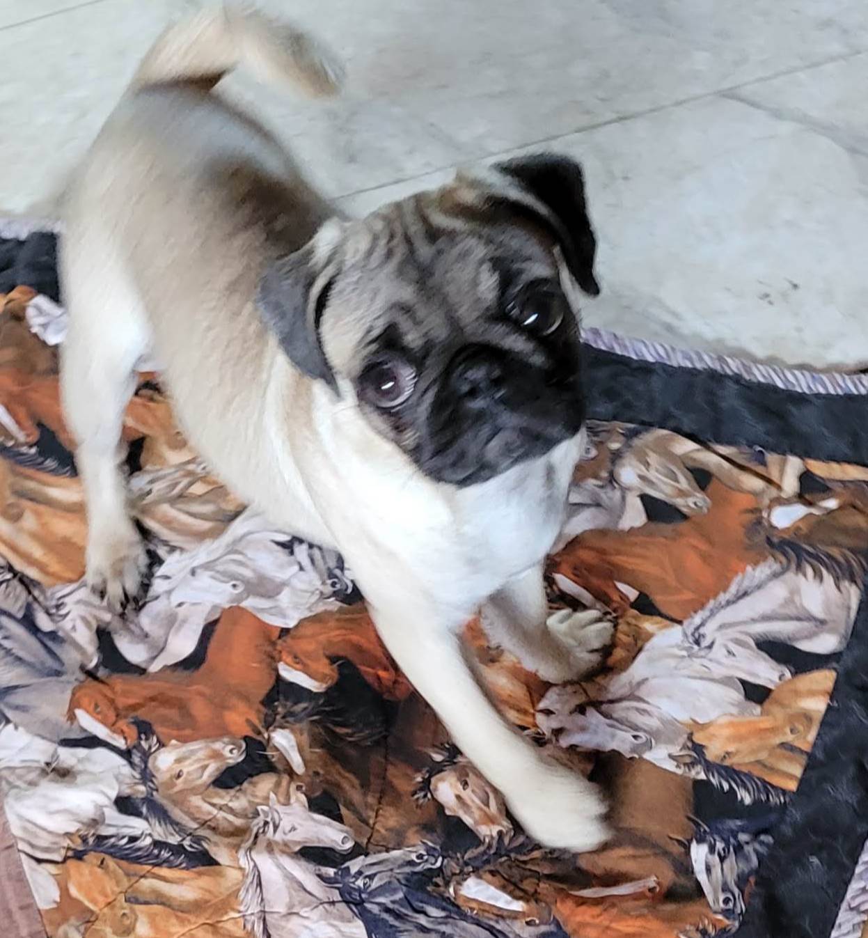 Olive, a female Pug for sale in Oakville, WA – Photo 2 of 9