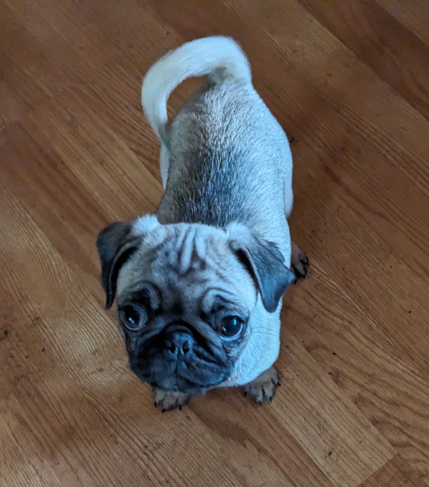 Olive, a female Pug for sale in Oakville, WA – Photo 8 of 9
