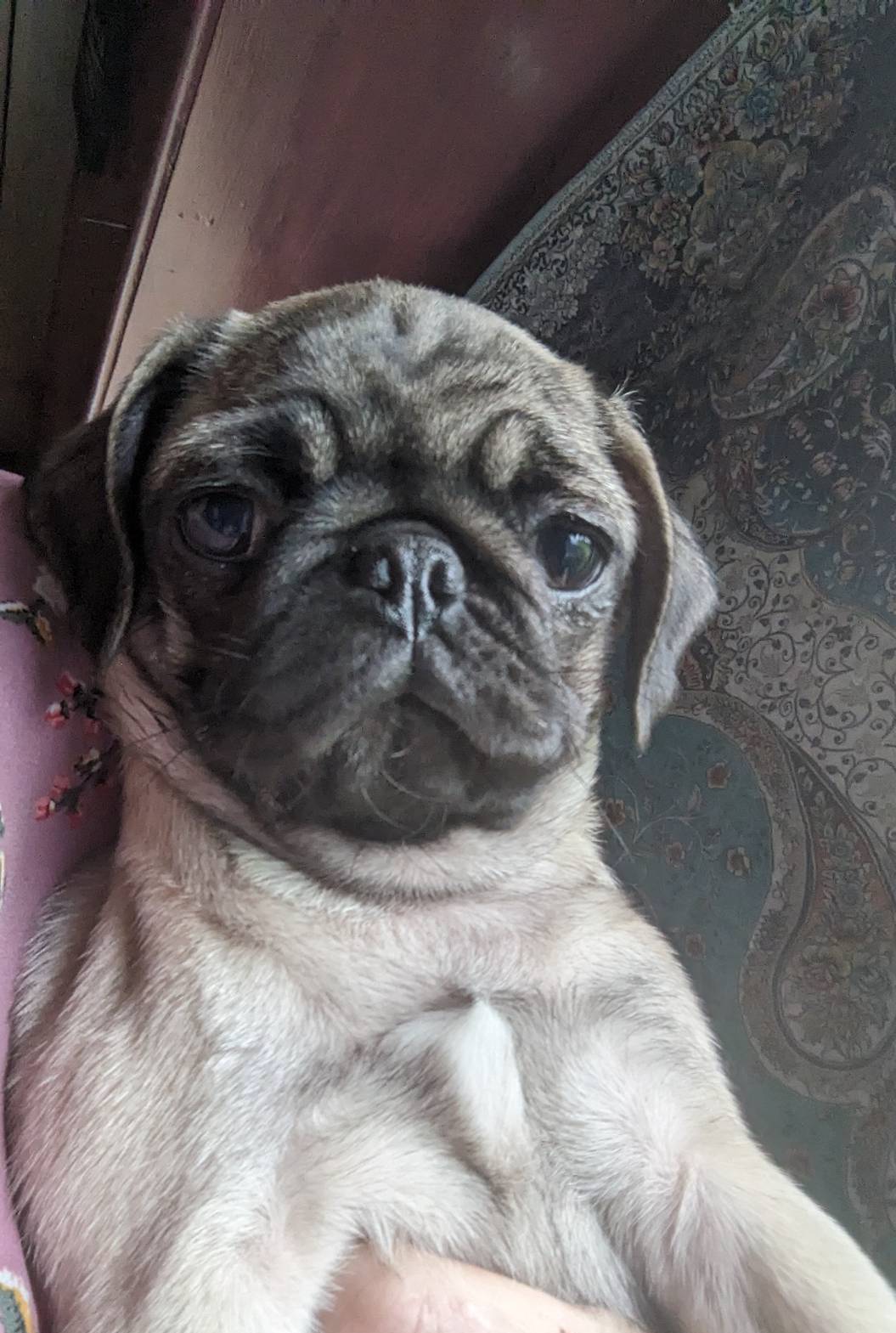 Olive, a female Pug for sale in Oakville, WA – Photo 3 of 9