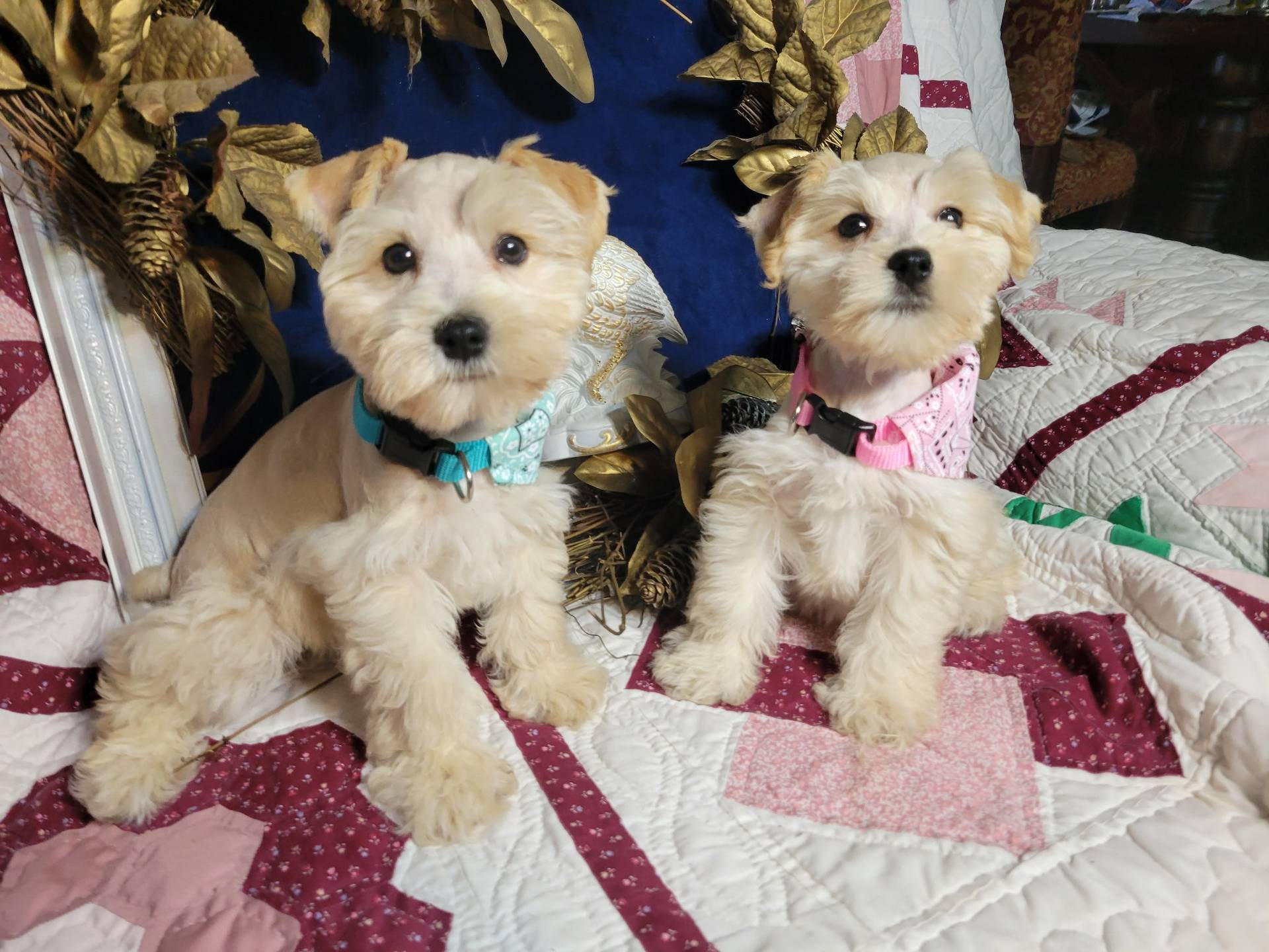 Haddie Toy Red – Miniature Schnauzer puppy for sale in Kingsbury, TX