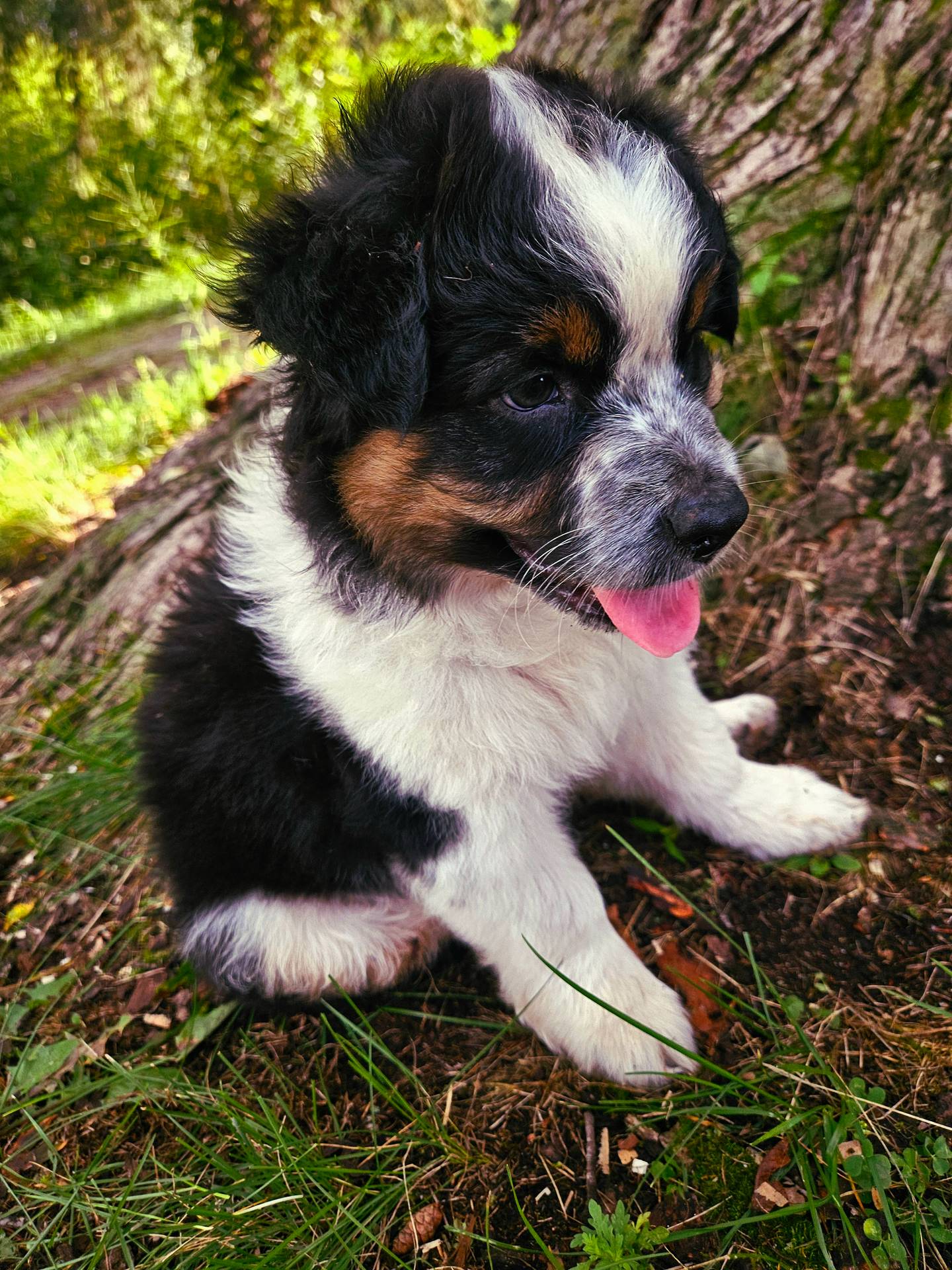Princess Mulan, a female Australian Shepherd for sale in Mabel, MN – Photo 1 of 10