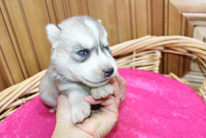 AKC Sasha Girl - Grey/White