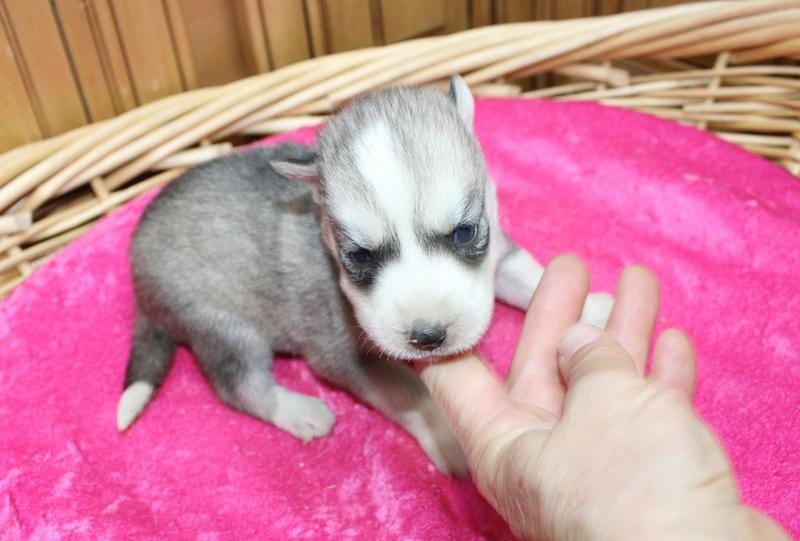 AKC Senia Girl - Grey/White