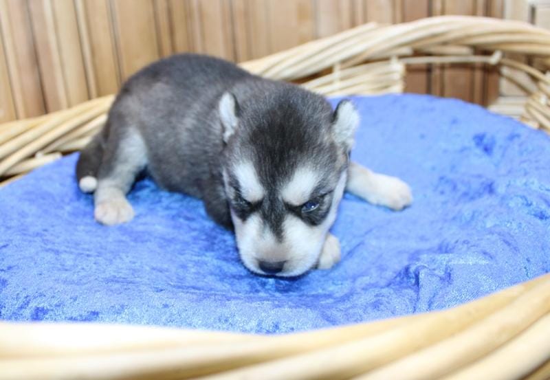 AKC Swan Boy - Black/White