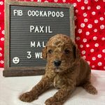 Paxil-"Pax", a male Cockapoo for sale in Aurora, MO – Photo 9 of 10