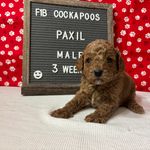 Paxil-"Pax", a male Cockapoo for sale in Aurora, MO – Photo 10 of 10