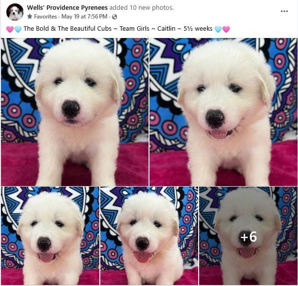 AKC Female - CAITLIN