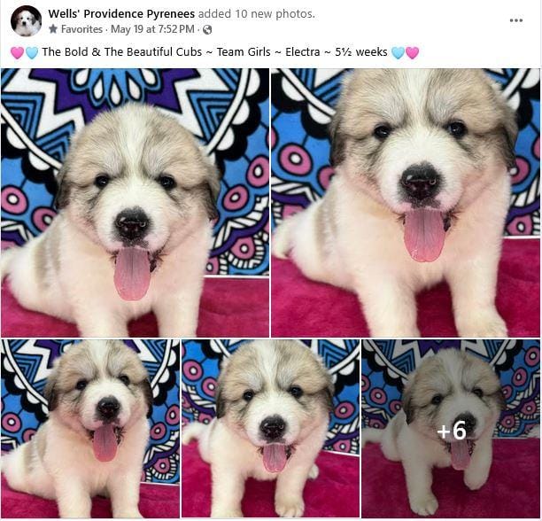 AKC Female - ELECTRA