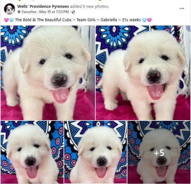 AKC Female - GABRIELLA