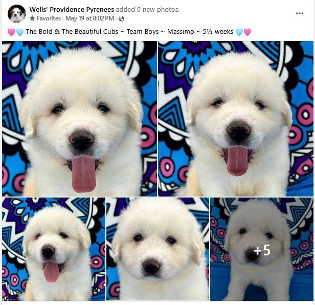 AKC Male - MASSIMO – Great Pyrenees puppy on hold in Troy, MO