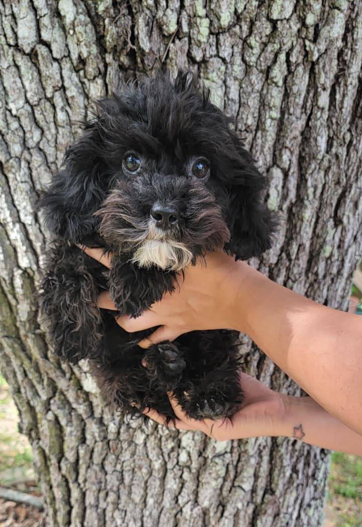 Coco, a male Poodle - Toy  for sale in Lehigh Acres, FL – Photo 2 of 7