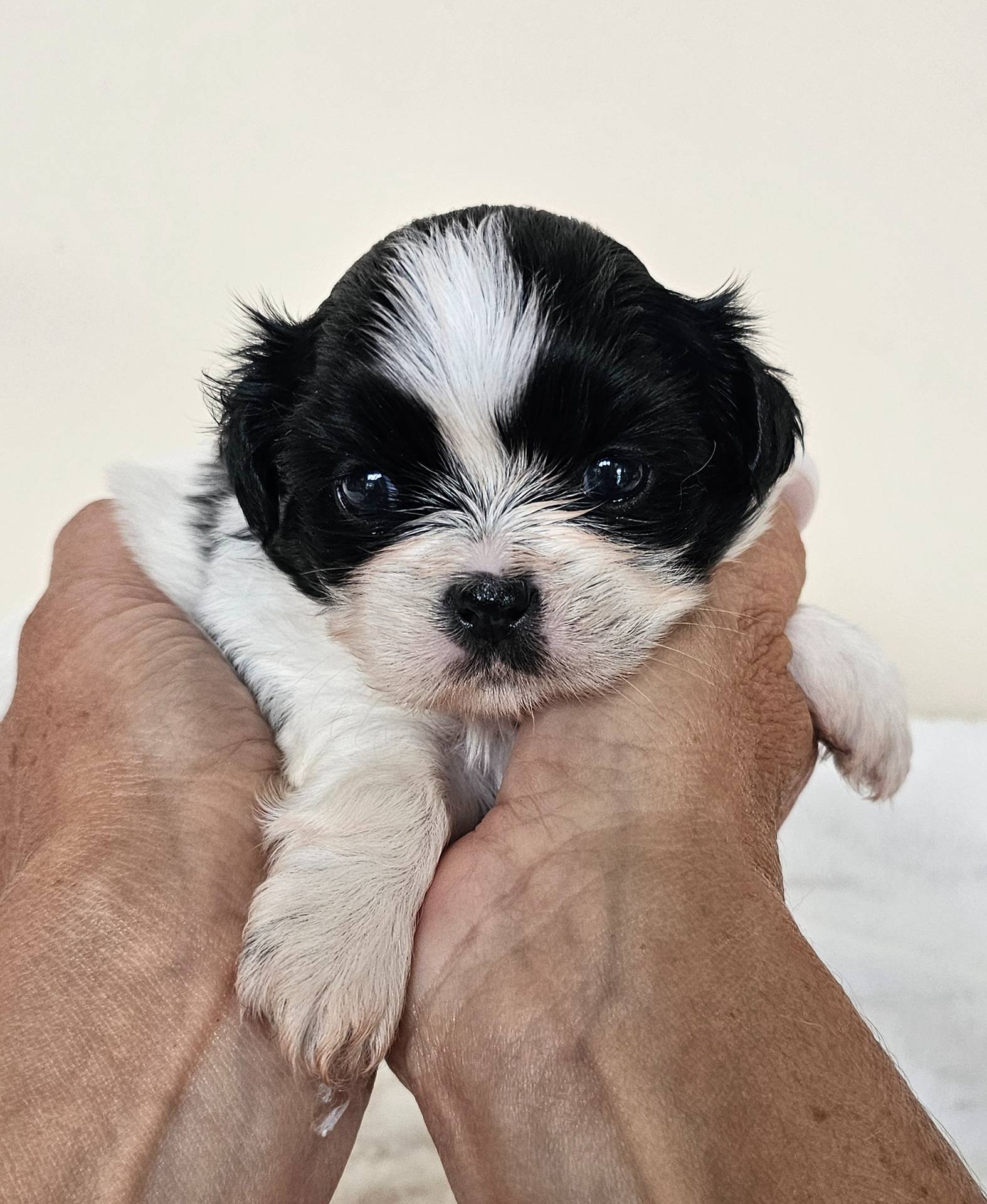 Daisy AKC Black n White, a female Shih Tzu for sale in Algonquin, IL – Photo 4 of 10