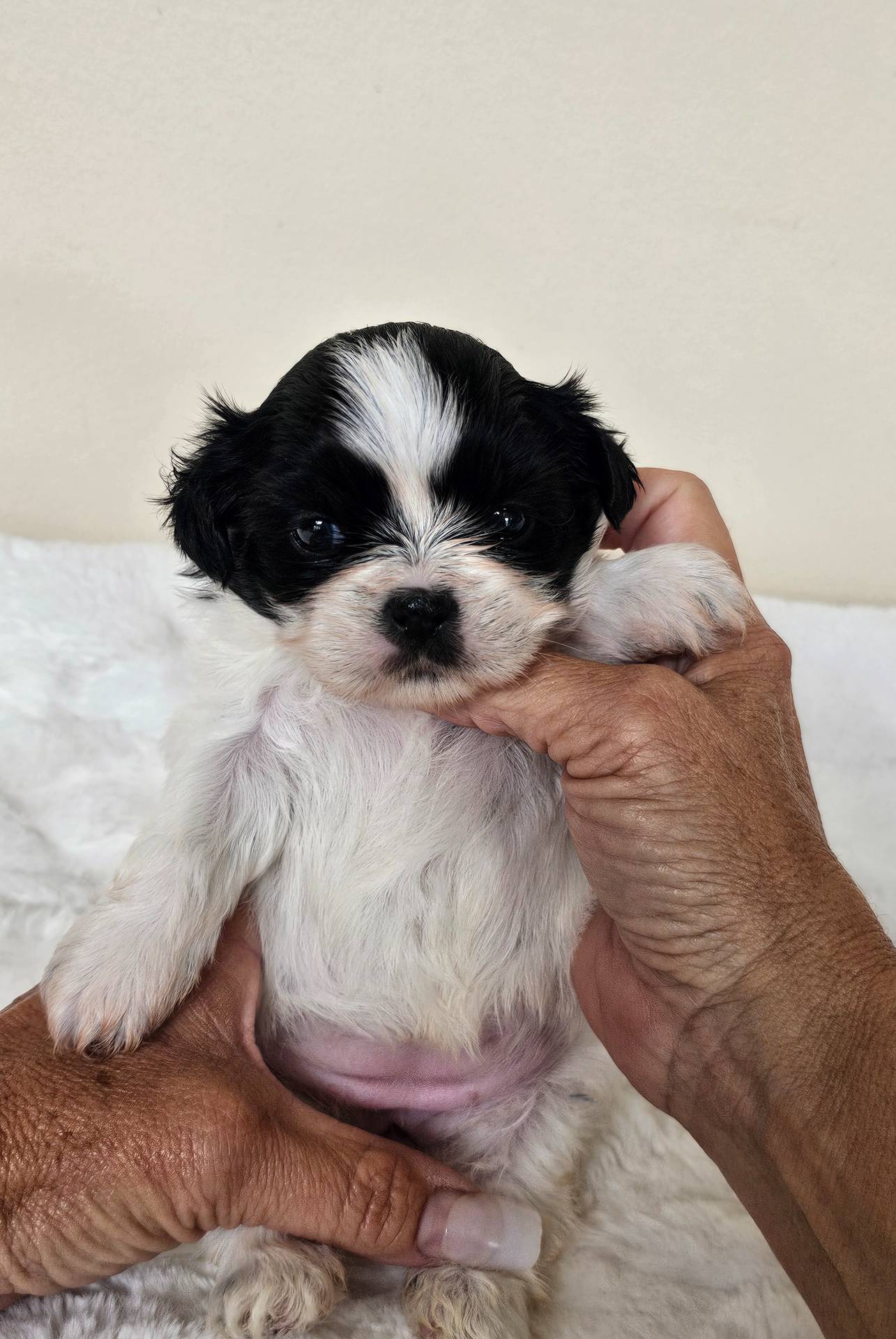 Daisy AKC Black n White, a female Shih Tzu for sale in Algonquin, IL – Photo 7 of 10