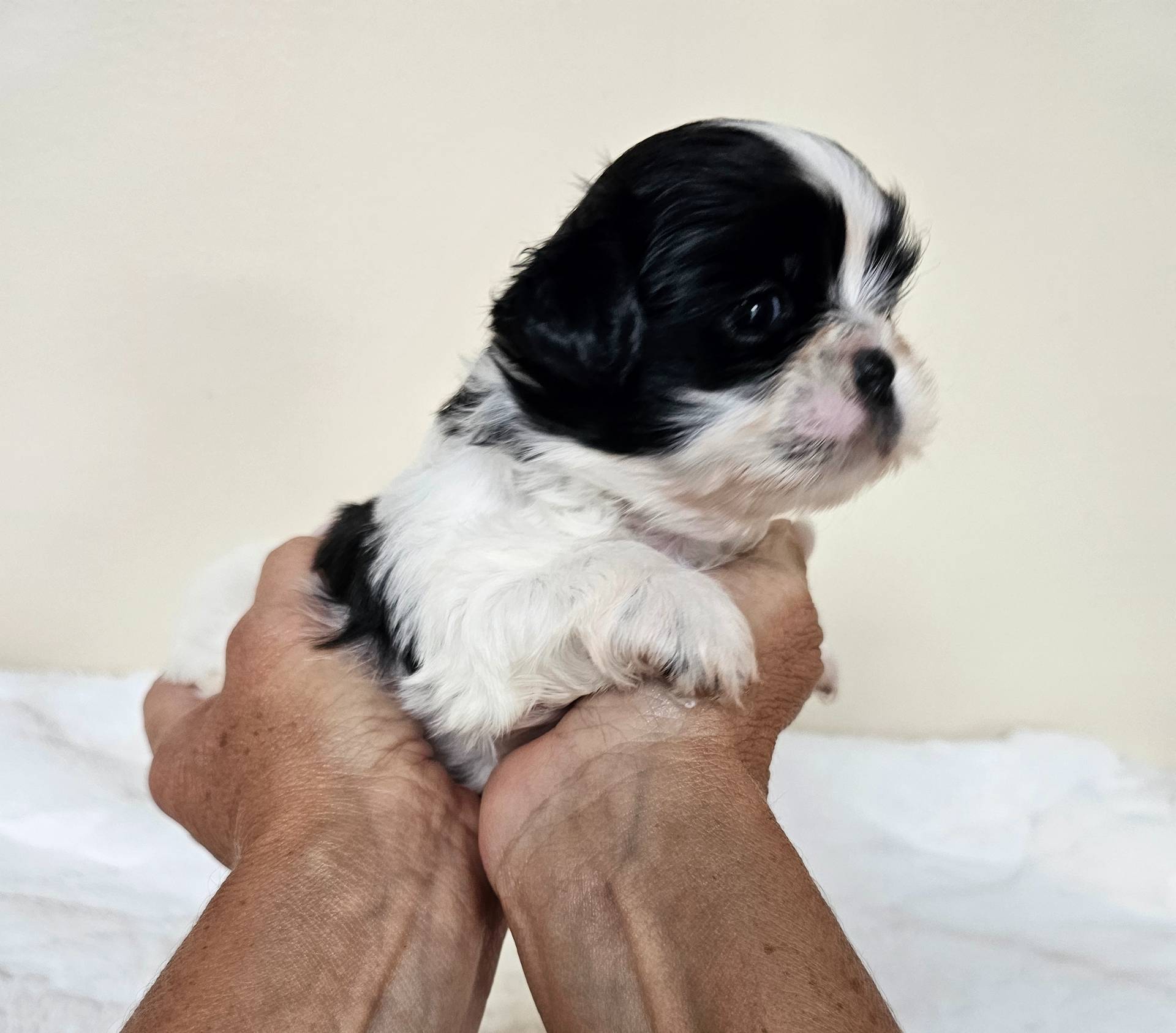 Daisy AKC Black n White, a female Shih Tzu for sale in Algonquin, IL – Photo 5 of 10