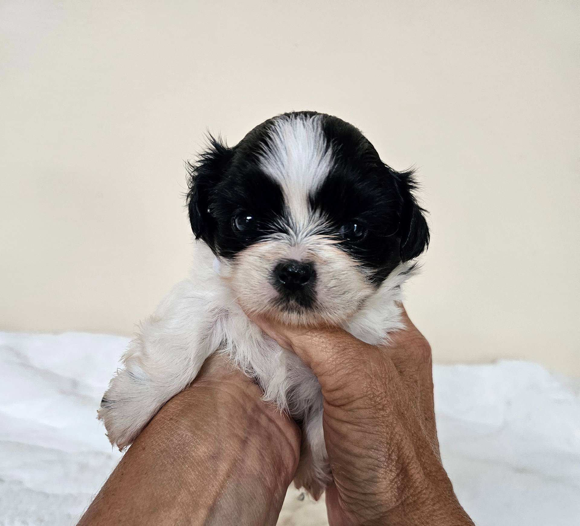 Daisy AKC Black n White, a female Shih Tzu for sale in Algonquin, IL – Photo 8 of 10