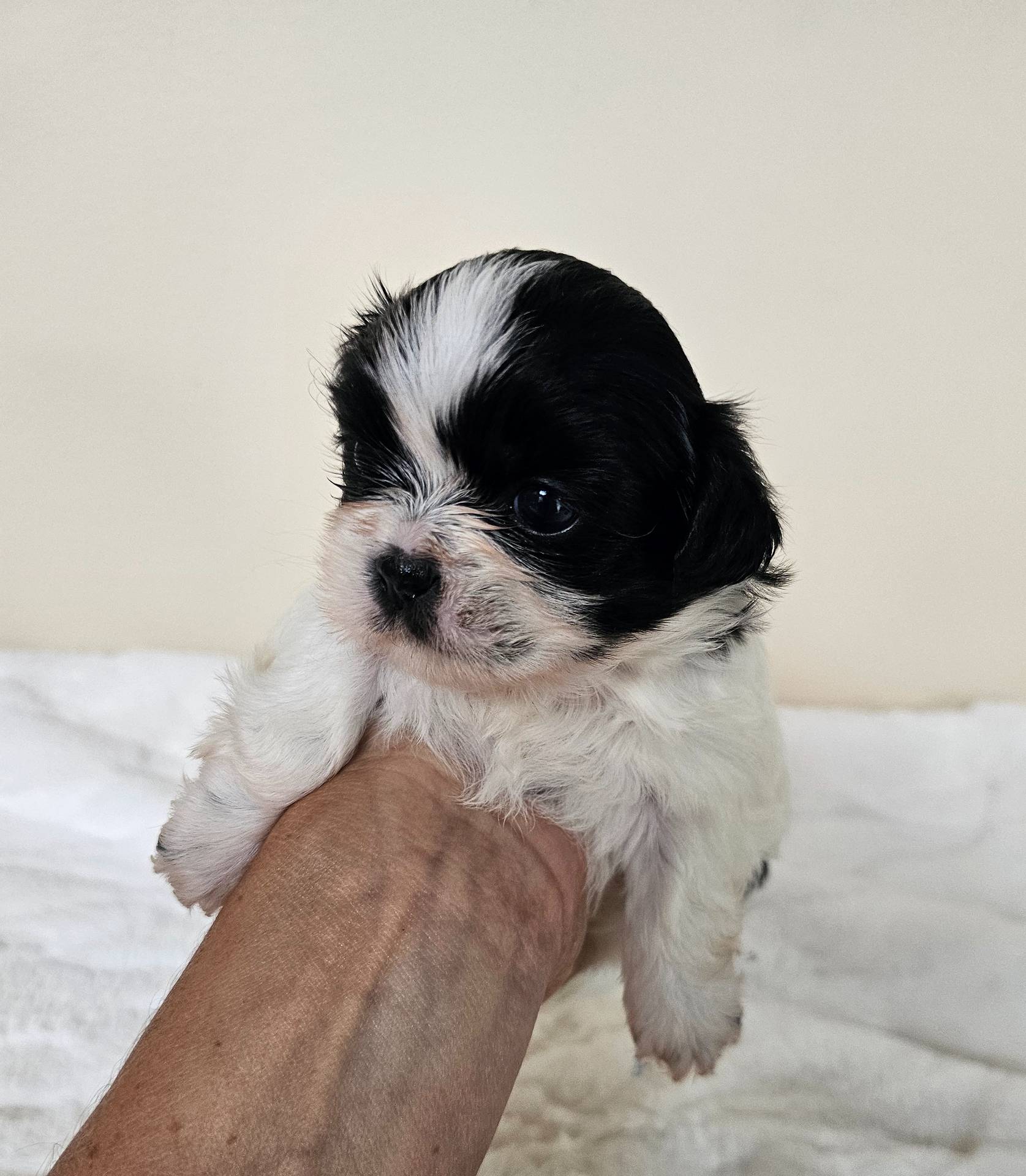 Daisy AKC Black n White, a female Shih Tzu for sale in Algonquin, IL – Photo 6 of 10
