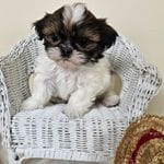 AKC Charlie Red Parti, a male Shih Tzu for sale in Algonquin, IL – Photo 3 of 7