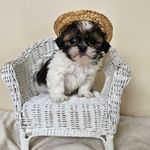 AKC Charlie Red Parti, a male Shih Tzu for sale in Algonquin, IL – Photo 5 of 7