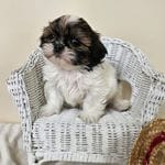 AKC Charlie Red Parti, a male Shih Tzu for sale in Algonquin, IL – Photo 2 of 7