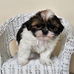 AKC Charlie Red Parti, a male Shih Tzu for sale in Algonquin, IL – Photo 6 of 7