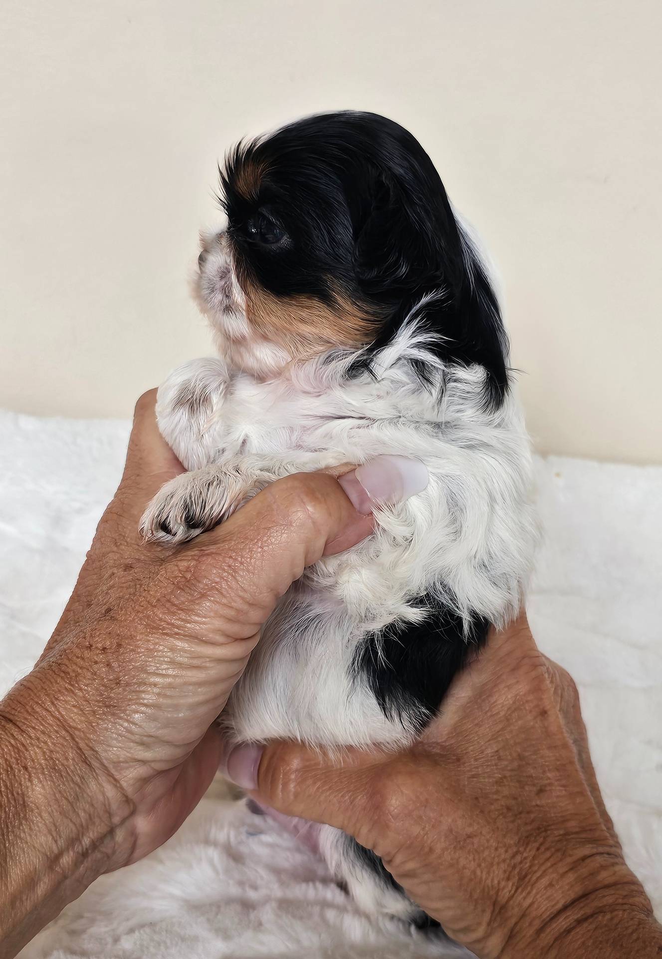 AKC Dallas Dobie Parti, a male Shih Tzu for sale in Algonquin, IL – Photo 6 of 10