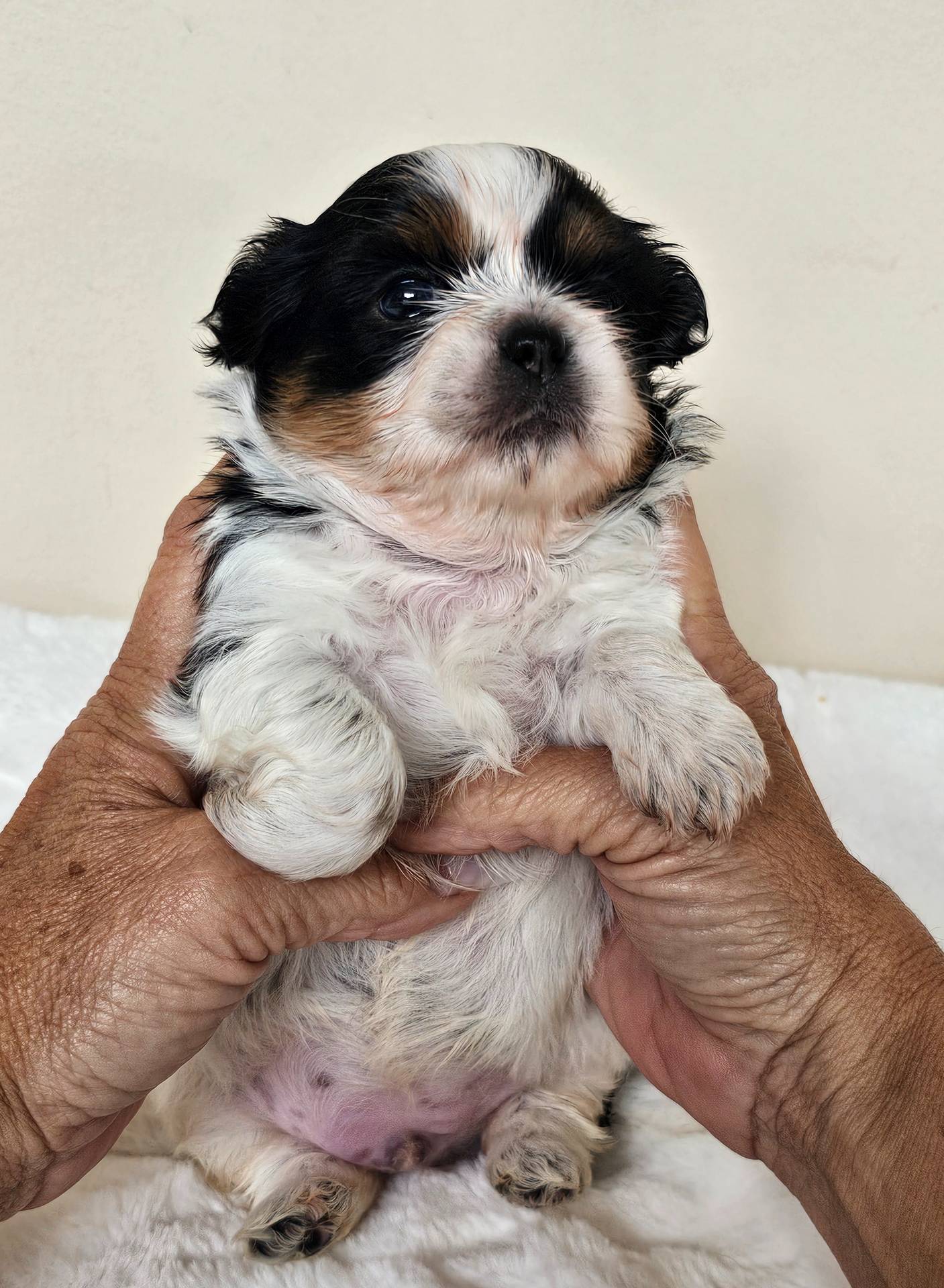 AKC Dallas Dobie Parti, a male Shih Tzu for sale in Algonquin, IL – Photo 7 of 10